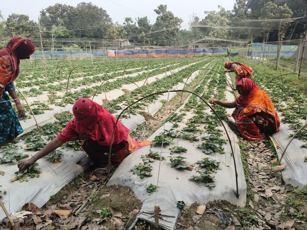 চাঁপাইনবাবগঞ্জে স্ট্রবেরির বাম্পার ফলন, ৭৫ কোটির বাণিজ্যের সম্ভাবনা; ন্যায্যমূল্য নিয়ে শঙ্কা