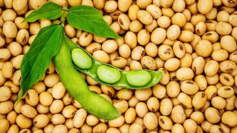 সয়াবিন উৎপাদন প্রযুক্তি