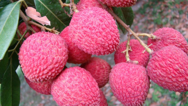 লিচু চাষ পদ্ধতি ও রোগ বালাই