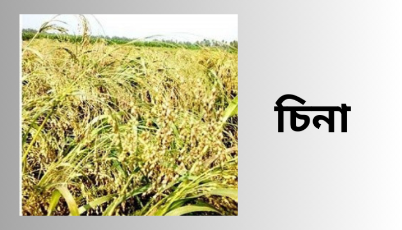 চিনা চাষ
