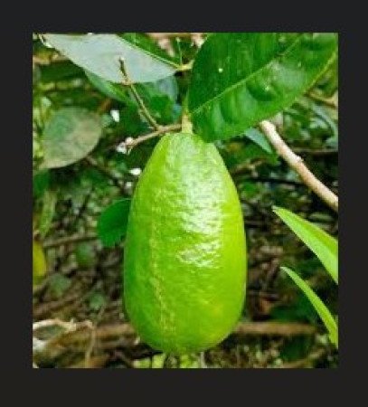 বাতাবি লেবু