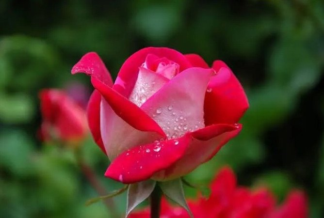 গোলাপ ফুল চাষে পোকামাকড় দমন ব্যবস্থাপনা