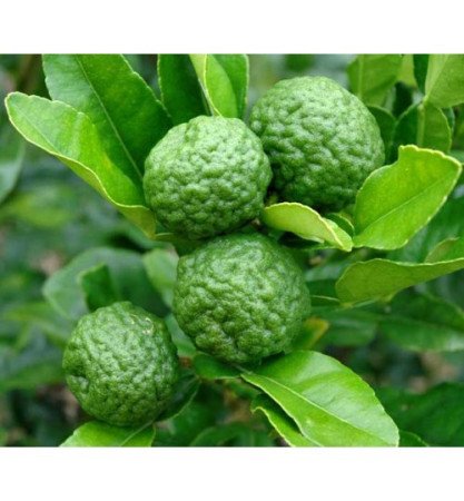 সাতকরা চাষ পদ্ধতি