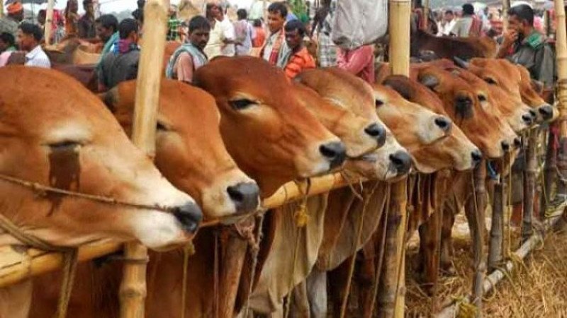 ঈদুল আজহা ২০২৬: রাজধানীতে ২৭টি হাটে কোরবানির পশু, নজরদারিতে অনলাইন ও মহাসড়ক