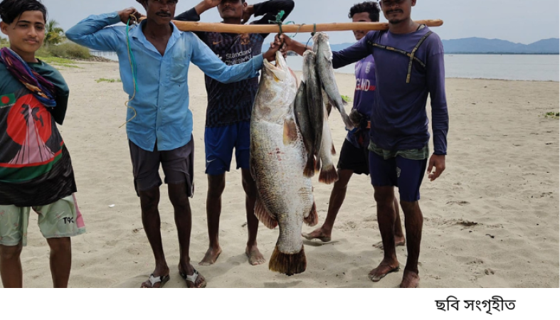 নাফ নদীর ‘রূপালি দানব’: এক জালেই ৩৫ কেজি কোরাল, বিক্রি ৪২ হাজারে