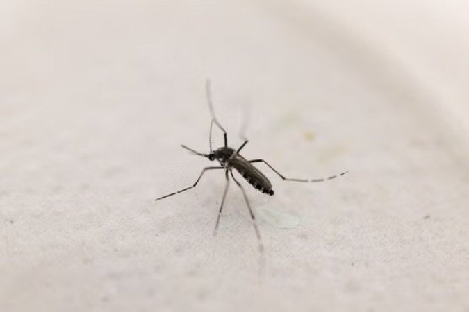 খরায় বাঘ মশার দাপট কম, সেপ্টেম্বরে ফিরতে পারে