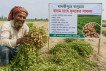 মাদারীপুরে বালুচরে বাদাম চাষে সাফল্য  কৃষকের মুখে হাসি